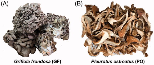 Figure 1. Griflola frondosa (GF) and Pleurotus ostreatus (PO). (A) Griflola frondosa (GF). (B) Pleurotus ostreatus (PO).