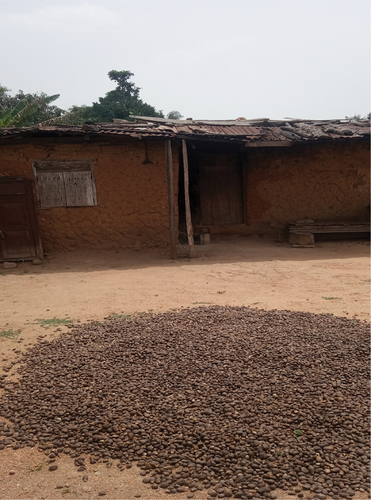 Figure 3. The picture shows sun-dried cocoa pods in front of one of the huts in Aba-Oke.