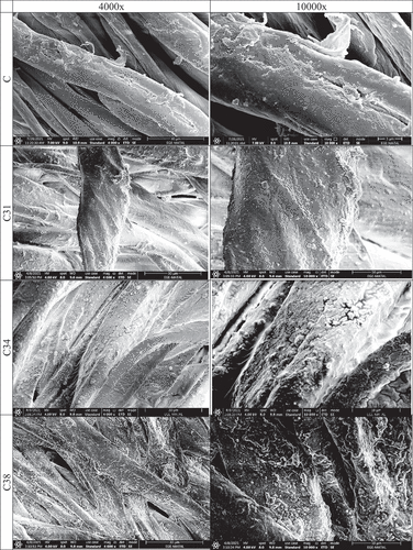 Figure 2. SEM images of L-b-L deposited samples.