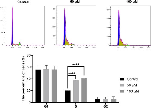 Figure 8 Cell cycle evaluated by flow cytometry. The CAL 27 cells were treated with curcumin at indicated concentrations, followed by flow cytometry assay. ****P < 0.0001, one-way ANOVA.