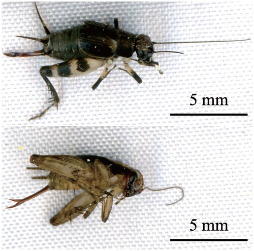 Figure 1. Images of adult specimens of (a) Dianemobius fascipes nigrofasciatus and (b) Polionemobius taprobanensis (temperate form). Photographs were taken by Kohyoh Murata. Original files of the photographs are made publicly available in figshare at https://doi.org/10.6084/m9.figshare.21781610.v3.