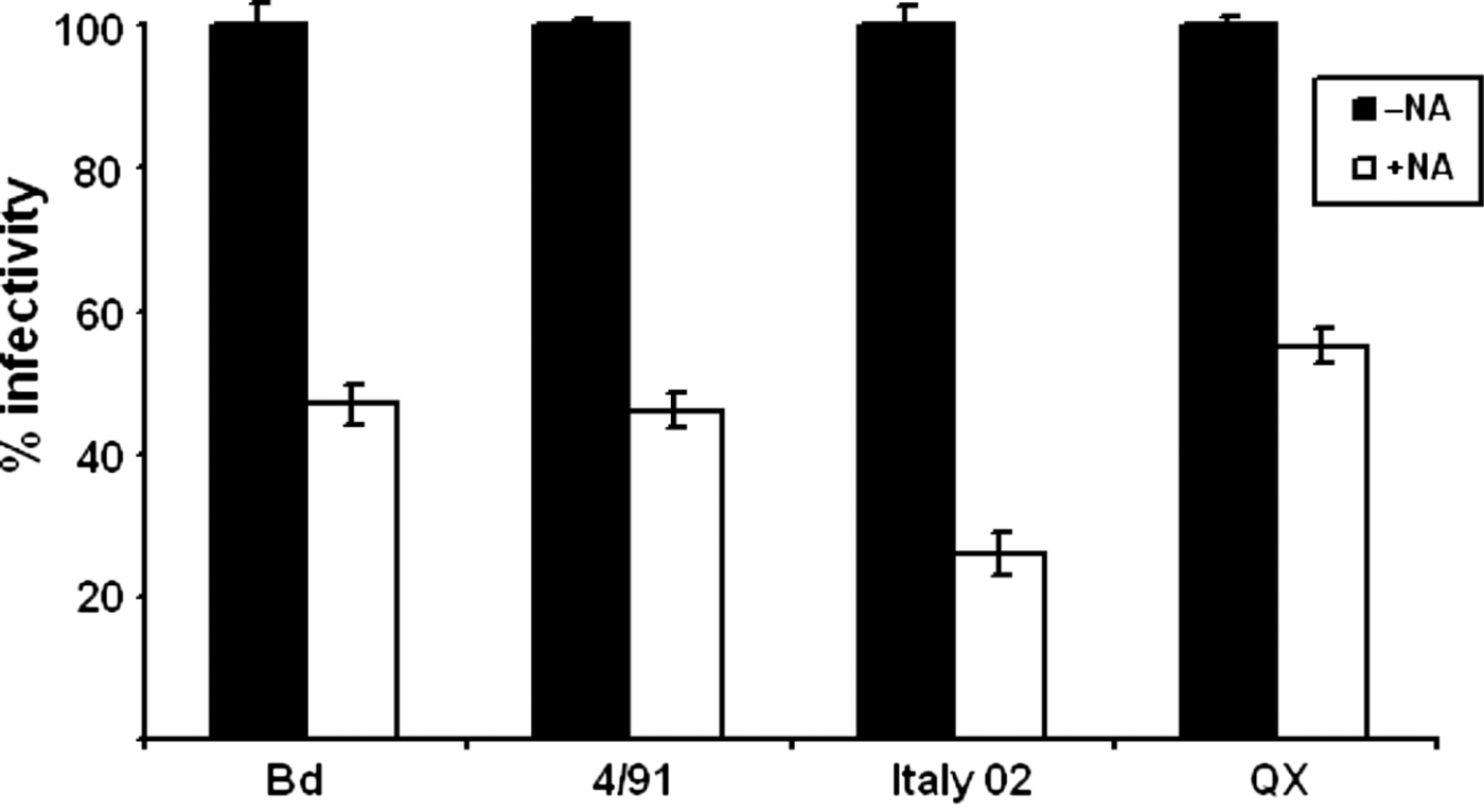 Figure 1.  Effect of pretreatment of cells with neuraminidase on the infection by different strains of IBV. Chick embryo kidney cells were incubated in the presence (open boxes) or absence (black boxes) of neuraminidase (NA) of C. perfringens and then infected by one of the four IBV strains Beaudette (Bd), 4/91, Italy 02, and QX at a multiplicity suitable for a plaque assay. The reduction in the plaque number was used to determine the effect of the enzyme treatment on the infectivity of IBV.