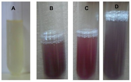 Figure 1 Optical photograph of colloidal solution of (A) Trianthema decandra root extract, (B) HAuCl4 solution reduced with 5 mL of T. decandra extract, (C) HAuCl4 solution reduced with 10 mL of T. decandra extract, and (D) HAuCl4 solution reduced with 15 mL of T. decandra extract.