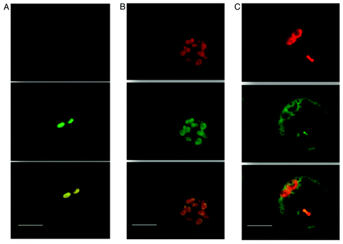 Figure 1. Rice protoplast transformation with ASR5-GFP fusion. From upper to lower – The ref fluorescence of chlorophyll, ASR5-YFP fluorescence and merged images using a confocal laser scanning microscope. (a) Protoplast from rice leaves grown under dark conditions. (b) Protoplast from rice leaves grown under light conditions. (c) Vector with GFP only used as positive control. No green fluorescence was detected in negative control (data not shown). Bar = 10µM.