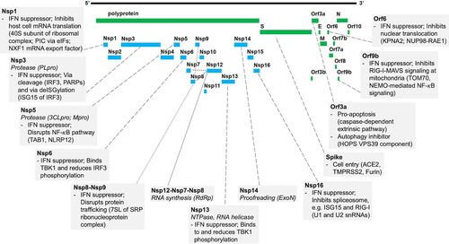 FIG 1 SARS-CoV-2 protein functions and host interactions. Shown is a graphic representation of the SARS-CoV-2 proteome. Boxes connected to proteins indicate the virus transcription and translation functions (italics) (summary of Table 1) and known human protein interaction with their effect on human pathways (summary of Table 2). Abbreviations: 3CLpro, 3-chymotrypsin-like protease; 7SL, RNA component of SRP ribonucleoprotein complex; ACE2, angiotensin I-converting enzyme 2; eIFs, eukaryotic translation initiation factors; ExoN, exoribonuclease; HOPS, homotypic fusion and protein sorting complex; IFN, interferon; IRF3, interferon regulatory factor 3; ISG, interferon-stimulated gene; KPNA2, karyopherin alpha 2; MAVS, mitochondrial antiviral-signaling protein; Mpro, main protease; NEMO, NF-κB essential modulator; NLRP12, NLR family pyrin domain containing 12; NUP98, nuclear pore complex protein 98; NXF1, nuclear RNA export factor 1; PARPs, poly(ADP-ribosyl) polymerases; PIC, ribosomal preinitiation complex; PLpro, papain-like protease; RAE1, RNA export 1; RdRp, RNA-dependent RNA polymerase; RIG-I, retinoic acid-inducible gene I; SRP, signal recognition particle; TAB1, TGF-β-activated kinase 1 (MAP3K7) binding protein 1; TBK1, TANK binding kinase 1; TMPRSS2, transmembrane serine protease 2; TOM70, translocase of outer membrane 70 (subunit of mitochondrial import receptor); VPS39, vacuolar protein sorting 39 (subunit of HOPS complex).