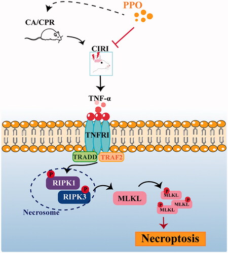 Figure 7. CA/CPR can induce CIRI and activate TNF-α-mediated necroptosis pathways. Pomelo peel oil (PPO) suppressed TNF-α-induced necroptosis and improved CIRI in a rat model of cardiac arrest. CA: cardiac arrest/0.9% saline group; CPR: cardiopulmonary resuscitation; TNF-α: tumour necrosis factor-α; PPO: pomelo [Citrus maxima (Burm.) Merr. cv. Shatian Yu] peel oil; CIRI: cerebral ischaemia–reperfusion injury.