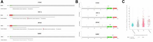 Figure 7 Copy-number variations (CNVs) and genetic alteration analysis of ANLN in CESC, ESCA, HNSC, and KIRC data sets. (A) Overview of CNVs and genetic alterations of ANLN in CESC, ESCA, HNSC, and KIRC samples; (B) types of genetic mutation observed in CESC, ESCA, HNSC, and KIRC samples, altering the amino acids of the encoded proteins; (C) types of CNV observed in CESC, ESCA, HNSC, and KIRC samples.