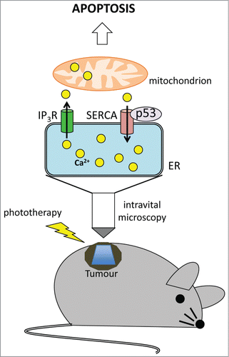 Figure 1. Intravital imaging of ER-mitochondrial Ca2+ transfer and its regulation by p53. Ca2+ is transferred to the ER by the SERCA pumps and is released by inositol 1,4,5-triphosphate (IP3)-gated channels (IP3R). p53 binds and activates SERCA pumps thus increasing the amount of Ca2+ storage into the ER. The Ca2+ released to the mitochondria after phototherapy leads to mitochondrial swelling with consequent apoptosis induction in p53+/+ tumors.