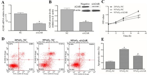 Figure 4. A2AR regulates apoptosis and proliferation in a hyperoxia-induced AECs II model. AECs II were transfected with siA2AR and treated with hyperoxia for 24 h. (A and B) qPCR and Western blotting were used to examine the mRNA and protein levels of A2AR after siA2AR transfection. (C) The MTT assay was used to assess cell viability. (D and E) A FACSCalibur flow cytometer was used to examine apoptosis. The data are presented as the mean ± SD (n = 3). Compared to the NC/20%O2-NC group, *P < 0.05. Compared to the 95%O2-NC group, #P < 0.05.