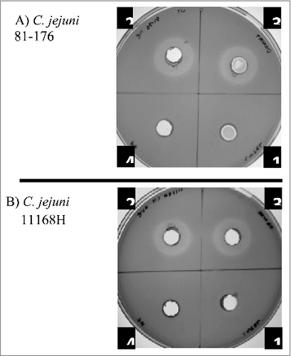 Figure 6. Inhibition of growth of C. jejuni strains 81–176 (A) and 11168H (B) in the presence of cell-free L. fermentum 3872 culture supernatant; 1, M.R.S broth (control); 2–4, L. fermentum 3872 cell-free supernatant; 2, untreated; 3, heat-treated; 4, pH adjusted. Three biologic repeats were performed
