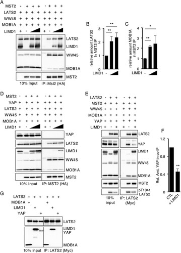 FIG 6 In proliferating cells, AJUBA LIM proteins sequester LATS in a Hippo core kinase complex that does not contain YAP. (A) HEK293T cells were transfected with epitope-tagged Hippo core kinase complex plasmids, with or without LIMD1, as indicated. The cells were lysed, MST2 was immunoprecipitated, and the bound products were Western blotted with the indicated antibodies. The left column is the input controls (10% of the amount of cell lysate used for IP). (B and C) Quantification of the relative amounts of LATS2 (B) and MOB1A (C) in MST2 IP in the presence of increasing amounts of LIMD1. The value in cells not transfected with LIMD1 was arbitrarily set as 1. (D) The same experiment as in panel A, but all the cells were also transfected with a YAP-expressing plasmid. (E) HEK293T cells were transfected with epitope-tagged Hippo core kinase complex plasmids with or without LIMD1, as indicated. The cells were lysed, LATS2 was immunoprecipitated, and the bound products were Western blotted with the indicated antibodies. The left column is the input controls (10% of the amount of cell lysate used for IP). (F) Quantification of the relative amounts of YAP in LATS2 IP in the absence (CTL) or presence of LIMD1. The value in cells not transfected with LIMD1 (CTL) was arbitrarily set as 1. (G) All HEK293T cells were transfected with epitope-tagged LATS and then MOB1A, LIMD1, or YAP individually. LATS2 was immunoprecipitated from the cell extracts, and the bound products were Western blotted with the indicated antibodies. **, P < 0.01; *, P < 0.05. All the quantified experiments were performed at least 3 times, and a representative example is shown. The data are presented as means and SD.