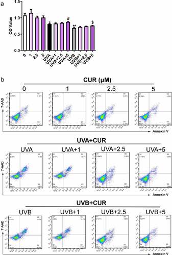Figure 3. Curcumin reverses the effect induced by UV irradiation. Curcumin could significantly reverse UVA inhibitory effects (or UVB) on cell viability (a) and the promotion effects of UVA (or UVB) on apoptosis and necrosis (b). (UV: ultraviolet; UVA: ultraviolet A; UVB: ultraviolet B; CUR: curcumin; *p < 0.05, **p < 0.01, compared to the control group; #p < 0.05, compared with the UVA group; $p < 0.05, compared with the UVB group)