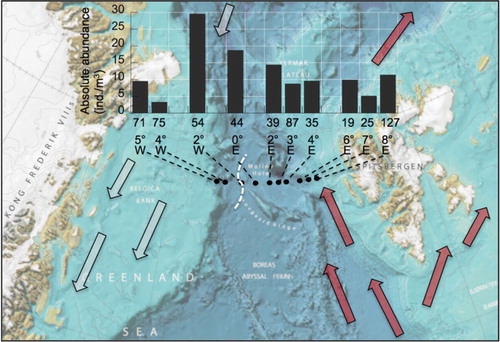 Fig. 1  Absolute abundances of planktic foraminifera at 10 stations along a transect at 78°50′N across Fram Strait. Arrows—red for the West Spitsbergen Current and white for the East Greenland Current—indicate the ocean circulation in the study area. The white dashed line shows the position of the sea-ice margin in the transect during the sampling period (shipboard observation and satellite data from the US National Oceanic and Atmospheric Administration). Map source: the International Bathymetric Chart of the Arctic Ocean (Jakobsson et al. Citation2012).