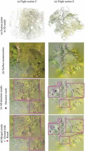 Figure 11. Results of (II) Moving. Line (i) is the results of flight section C and line (ii) is the results of flight section E in Dataset 1. In flight section C, cattle moved so long a distance during the photographing that we could not merge the detection results correctly. In flight section E, we can see the moving route of cattle in (c), and in (d), they are merged. The explanation of (a) to (d) is the same as in Figure 10.