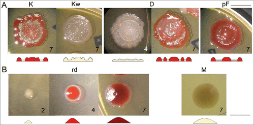 Figure 4. Variants obtained upon long-term cultivation in liquid media. (A) Profiled variants with secondary growth near central navel: pigmented K and non-pigmented Kw (day 7); variant D with continuous secondary growth in the mid-part of interstitial ring (day 4 and 7); variant pF with its interstitial ring overgrown with pigmented film (day 7). (B) Convex variants: variant rd with convex profile from the beginning of growth (days 2, 4, and 7); variant M (day 7). Bar = 1 cm.