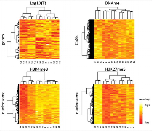 Figure 3. Hierarchical clustering of hypermethylation scenarios. The scenarios S1–4 together with the reference scenario R have been clustered according to transcription, DNA methylation, H3K4me3, and H3K27me3 profiles. All 4 regulatory states have been measured at t = 70 d, i.e., 40 d after onset of the scenarios. For each scenario, 3 in silico replicates have been simulated. The replicates of all scenarios cluster together, independently of the underlying type of data. A total of 1500 CpGs were used for the clustering of DNA methylation. All genes and all nucleosomes are used otherwise.