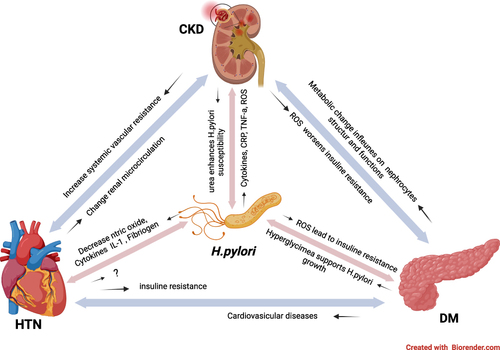 Figure 5 Potential roles of H. pylori infection and its interventions in the cyclic relation between chronic kidney disease (CKD), diabetes mellitus (DM) and hypertension (HTN).