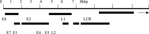 Figure 1 A linearized general organization of the HPV 16 genome (7.905 base pairs) showing the long control region (LCR), the early (E), and late (L) genes.