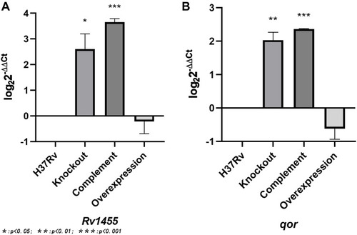 Figure 2 The relative expression levels of the adjacent genes of Rv1453 in the recombinant strain. (A) The relative expression levels of Rv1455 in the recombinant strain. (B) The relative expression levels of qor in the recombinant strain.