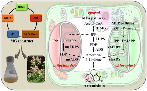 Figure 2 Illustration of the advances in artemisinin production in heterologous plants. The use of multigene mega-vectors and simultaneous harnessing of different subcellular compartments for expression of the pathway genes aimed at engineering drug production in whole plants or cell cultures is portrayed. mtADS and mtFDPS represent mitochondrial-localized amorpha-4,11-diene and FDPSs, respectively. chADS and chFDPS represent plastid-localized amorpha-4,11-diene and FDPSs, respectively. Also shown are artemisinin building blocks originating from acetyl-CoA through the MVA pathway or from pyruvate and glyceraldehyde 3-phosphate (G3P) through the plastid-localized MEP pathway. Solid arrows, broken arrows, and stippled arrows represent single and multiple enzymatic steps, and transport, respectively. Abbreviations: tHMG, truncated hydroxymethylglutaryl-CoA reductase; CYP, cytochrome P450; CPR, cytochrome P450 reductase; DBR2, artemisinic aldehyde reductase; IPP, isopentenyl diphosphate; DMAPP, dimethylallyl diphosphate; FDP, E,E-farnesyl diphosphate.