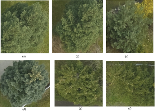 Figure 7. Examples of ortho images of pine (above) and spruce (below) clipped to bounding boxes.