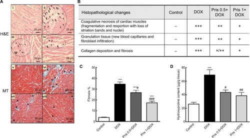 Figure 2 Impact of Pris on DOX-induced cardiac histopathological damage and alteration in hydroxyproline content.Notes: (A) Heart specimen stained by H&E stain where control rats (i) showed normal heart histology while heart specimen of DOX group (ii) showed large areas of coagulative necrosis (circle) (cardiac muscle fragmentation and resorption with loss of striation bands and nuclei) (stars). Pris treated groups (iii) and (iv) showed remarkable attenuation of DOX-induced cardiac damage. There is replacement of injured cardiac muscles with granulation tissue with new vascularization (lightning bolt), collagen deposition which matures to fibrous tissue (arrows) ×400; scale bar 25 µm. Heart specimen stained by MT stain where control rats (v) showed no signs of fibrosis, while DOX group (vi) cardiac muscles showed replacement of injured cardiac muscles, with blue stain indicating increased collagen and fibrous tissue (small arrows) ×200; scale bar 50 µm. Rats pretreated with Pris (vii, viii) showed dose-dependent amelioration of DOX-induced cardiac lesions and fibrosis. (B) Semiquantitative analysis of the severity of histopathological changes in cardiac muscle fibers stained with H&E. (C) Fibrosis percentage in heart muscles in specimen stained with MT. (D) Hydroxyproline content in cardiac tissue. Rats were injected with DOX (2.5 mg/kg) six times over 2 weeks. Pris was administered (0.5, 1 mg/kg, intraperitoneal) once daily for 1 week before and 2 weeks contaminant with DOX injection. Data are means ± standard error (n=8). ***P<0.001 vs the control; #P<0.05, ##P<0.01, ###P<0.001 vs the DOX group (one-way ANOVA).Abbreviations: DOX, doxorubicin; MT, Masson’s trichrome; Pris, pristimerin.