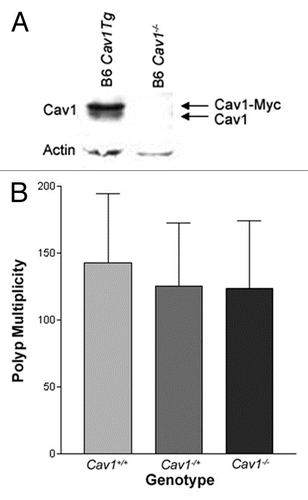 Figure 2 Cav1 genotype does not correlate with intestinal polyp number in ApcMin/+ mice. (A) Distal small intestine samples were taken from B6 Cav1−/− mice and transgenic mice expressing Myc-tagged Cav1 (B6 Cav1Tg). Cav1 expression was analyzed by western blot. Actin was used as a protein loading control. (B) Average polyp numbers detected in the intestine and colon of ApcMin/+ mice with Cav1+/+, Cav1−/+ or Cav1−/− genotypes. (n = 39 for Cav1+/+ mice, n = 33 for Cav1−/+ mice and n = 32 for Cav1−/− mice. Error bars represent standard deviation).