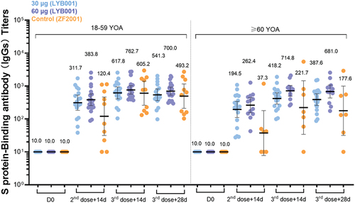 Figure 3. LYB001 induced strong S protein-binding antibody responses, compared with control group of vaccine ZF2001 by dose and age subgroups. serum samples were collected at baseline (before prime vaccination), day 42 (at day 14 after the second dose vaccination), and day 70 and 84 (at day 14 and 28 after whole vaccination) in the LYB001 groups of 30 μg and 60 μg, and control group by the younger cohort and elderly cohort. GMTs measured by ELISA assay are demonstrated. Each point represents a serum sample, and each bar represents the mean of GMT with 95% CI by using Clopper–Pearson method. The dashed line indicates the lower limit of quantification (LLOQ). The LLOQ was 1:10 for the virus-neutralizing antibody test and 1:100 for ELISA. S protein binding antibody titers of participants in each dose group of LYB001 were compared to the control group using analysis of covariance with log transformation.