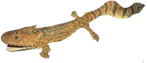 Acanthostega model © Oxford University Museum of Natural History