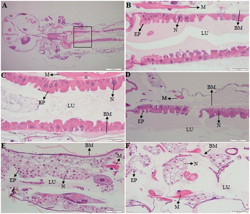 Figure 6. Longitudinal sections of the midgut of an Aedes albopictus 4th instar larvae, magnification: 40×. (A, B) control, (C) a larva under treatment with Aquilaria sinensis essential oil, (D) a larva under treatment with Pogostemon cablin essential oil, (E) a larva under treatment with AsEO-AgNPs, (F) a larva under treatment with PcEO-AgNPs. EP: Epithelial cells; BM: basement membrane; M: muscles; N: nucleus; LU: gut lumen.