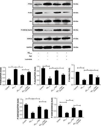 Figure 4 The signaling involved in the neuroprotective effect of agomelatine. Measurement of PTEN, P-Akt, Akt, P-GSK3β (Ser9), and GSK3β expression by Western blot in PC12 cells.