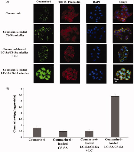 Figure 7. (A) Intracellular trafficking of coumarin-6, coumarin-6-loaded CS-SA micelles, coumarin-6-loaded LC-SA/CS-SA micelles plus LC, and LC-SA/CS-SA micelles after incubation for 1.5 h at 37 °C in Caco-2 cells. The cytoplasm (F-actins) was stained with TRITC-Phalloidin (red) and the nucleus with DAPI (blue), and the green fluorescence came from coumarin-6; (B) the quantitative uptake histogram of coumarin-6, coumarin-6-loaded CS-SA micelles, coumarin-6-loaded LC-SA/CS-SA micelles plus LC, and LC-SA/CS-SA micelles in Caco-2 cells. Data are shown as mean ± S.D. (n = 3, p< .05).