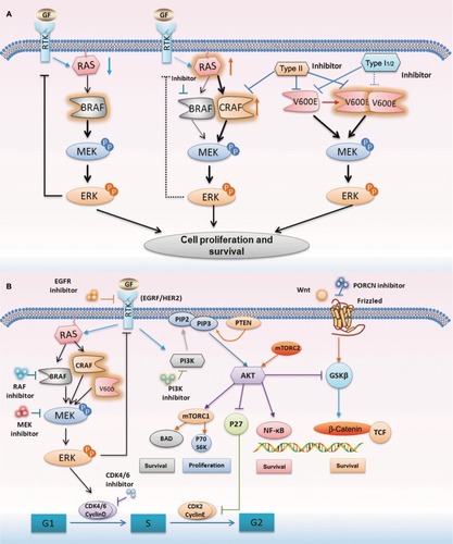 Figure 3 The mechanism of feedback reactivation following BRAF inhibition and current combinatorial therapeutic targets.Notes: (A) The activation of BRAF drives downstream MAPK signaling, and the activation of ERK leads to negative feedback on RTK activation and reduces RAS activity. When BRAF is suppressed by inhibitors, the ERK feedback is reduced and the activation of RAS is enhanced. RAS activates CRAF, inducing reactivation of the MAPK signaling. However, BRAF with the V600E mutant can drive high levels of ERK signaling output independently. Type II inhibitors can inhibit not only BRAF and CRAF but also BRAF with V600E mutant. (B) Outline of current combinatorial therapeutic targets based on the MAPK, PI3K/AKT, and Wnt/β-catenin pathways. These pathways have been identified as a mechanism of resistance to BRAF inhibitors.Abbreviation: RTK, receptor tyrosine kinase.