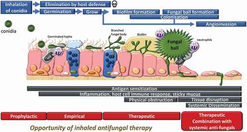 Figure 1. Schematic illustration of the fate of inhaled Aspergillus conidia, and opportunity of inhaled antifungal therapy. Inhaled conidia or germinated hypha are often cleared up by resident macrophages or neutrophils. Survived hypha is branching and grows, forming biofilm. On some occasions, fungus forms fungal ball in lung lumen, and in immunocompromised condition, fungus invades systemically. There are different treatment options/regimen at different infection stage.