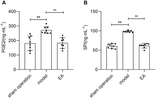 Figure 4 The expression levels of PGE2 and SP in serum of rats in each group (ng·mL−1). (A) The expression of PGE2; (B) the expression of SP. n = 8 rat per group. ##P<0.01 versus sham operation group; **P<0.01 versus model group.