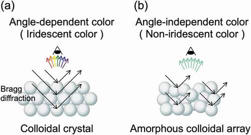 Figure 1. Two types of structure colors obtained by the assembly of colloidal particles: (a) colloidal crystals and (b) colloidal amorphous arrays