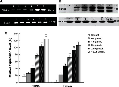 Figure 6 Effects of 5-Aza-CdR on RUNX3 mRNA and protein expression in MCF-7 cells. MCF-7 cells were treated with various concentrations of 5-Aza-CdR (0.4, 1.6, 6.4, 25.6, and 102.4 μmol/L) for 48 hours. The mRNA and protein expression of RUNX3 were determined by RT-PCR (A) and Western blot analysis (B) respectively. These assays were done in triplicate. 1 = Control group; 2 = 0.4 μmol/L 5-Aza-CdR group; 3 = 1.6 μmol/L 5-Aza-CdR group; 4 = 6.4 μmol/L 5-Aza-CdR group; 5 = 25.6 μmol/L 5-Aza-CdR group; 6 = 102.4 μmol/L 5-Aza-CdR group. (C). Relative expression level of RUNX3. Values represent means ± SEM.