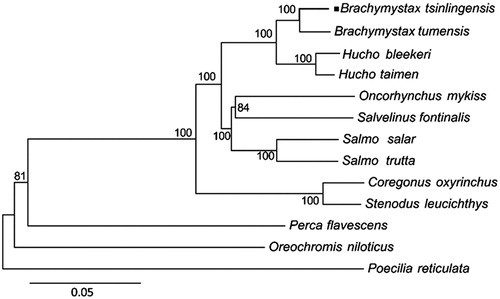 Figure 1. NJ tree of 13 fishes inferred from the protein coding sequence of whole mitogenome. The numbers above branches specify bootstrap percentages (1000 replicates).