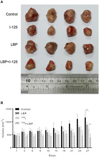 Figure 5 LBP facilitated 125I-induced tumor growth inhibition in vivo. To further verify the combined effect of LBP and 125I in vivo, an A549 xenograft tumor nude mouse model was established. (A) After single or combined treatment for 27 days, the mice were sacrificed and tumors were excised. (B) The tumor weight was measured every other day for 27 days. The data are presented as the mean ± SD. One-way ANOVA was used for data analysis; *P < 0.05, **P < 0.01.