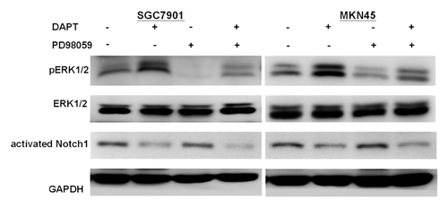 Figure 2. ERK1/2 activity in gastric cancer cell lines treated with DAPT in the presence or absence of the ERK inhibitor PD98059. SGC7901 and MKN45 cells treated with DAPT at 10 μM or PD98059 at 10 μM or DAPT-PD98059 combination for 24 h and analyzed by immunoblot with antibody for phosphorylated ERK1/2 (p-ERK1/2), total ERK1/2 (ERK1/2), activated Notch1, or GAPDH.