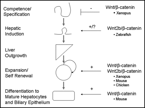 Figure 3 Role of β-catenin in embryonic liver development. β-catenin expression must be suppressed during the competence and specification stage in order for normal liver development to occur. However, expression of β-catenin is essential during the later stages of liver development, such as outgrowth, expansion and differentiation. Although there is conflicting evidence concerning the role of β-catenin during very early liver development, we hypothesize that β-catenin expression is necessary for hepatic induction immediately after its repression during the competence/specification stage. Thus, β-catenin has been found to play a role in all stages of embryonic liver development.