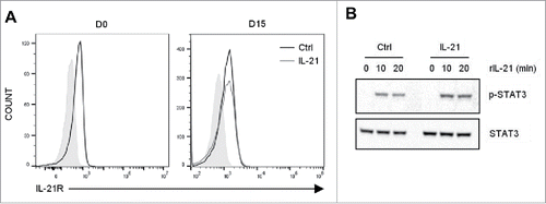 Figure 1. Expression of IL-21R in Vγ9Vδ2 T cells and induction of STAT3 phosphorylation by IL-21. (A) Representative histograms showing IL-21R expression in freshly isolated Vγ9Vδ2 T cells (left panel) and after 2 weeks of culture in the presence of IL-21 or not (control) (right panel). Overlay of isotype control (solid grey), control Vγ9Vδ2 T cells (black line) and IL-21-cultured Vγ9Vδ2 T cells (grey line). (B) Western blot analysis of STAT3 phosphorylation induced by IL-21 and total STAT3 in control (Ctrl) and IL-21-cultured Vγ9Vδ2 T cells (IL-21). Data are representative of two independent experiments performed with cells from different donors.