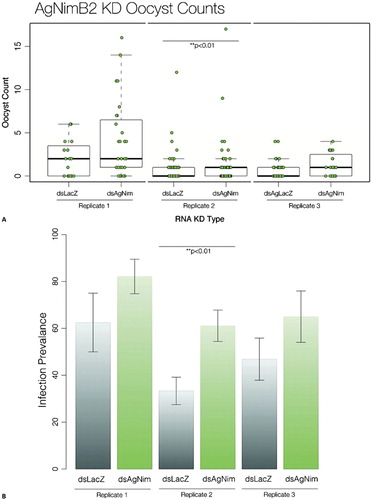 Figure 3. AgNimB2 and AgEaters effect on Plasmodium berghei infection. (A) P. berghei oocyst counts in AgNimB2 knockdown (KD) and LacZ controls. Each dot represents one mosquito, with three replicates shown for each gene KD. Bar plot indicates median (bold line), inter quartile range (IQR), and 1·5×IQR (dotted line). Medians were compared using a Wilcoxon rank sum test with continuity correction. (B) Mean Anopheles gambiae infection prevalence of infected mosquitoes (shown as percentage) for AgNimB2 KD. Means were compared using two sample t-test. Errors bars show the standard error of the mean.