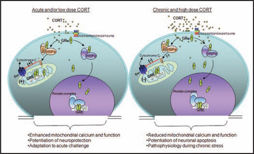 Figure 1 Biphasic effect of Glucocorticoids (GCs) in regulating mitochondrial function. GCs are secreted by adrenal glands in a circadian and stress-related fashion. GCs readily penetrate the cell membrane and interact with cytoplasmic glucocorticoid receptors (GRs). GRs travel to the nucleus to regulate gene expression by binding to glucocorticoid response element (GRE). Here, GRs formed a complex with the anti-apoptotic protein B-cell-lymphoma 2 (Bcl-2) in response to corticosterone (CORT) treatment, and translocated with Bcl-2 into mitochondria after acute treatment with low or high doses of CORT in primary cortical neurons; they also upregulated mitochondrial calcium levels, membrane potential and oxidation. However, after long-term (three days) treatment, high, but not low, CORT decreased GR and Bcl-2 levels in mitochondria. In addition, three independent measures of mitochondrial function—mitochondrial calcium holding capacity, mitochondrial oxidation and membrane potential—were also regulated by long-term CORT treatment in an inverted “U”-shape. Bcl-2 was able to inhibit the formation of Bax-containing pores on the mitochondrial outer membrane and reduced the release of calcium and cytochrome C from the mitochondria. This regulation of mitochondrial function by CORT correlated with neuroprotection; that is, treatment with low doses of CORT demonstrated a neuroprotective effect, whereas treatment with high doses of CORT enhanced kainic acid (KA)-induced toxicity of cortical neurons.