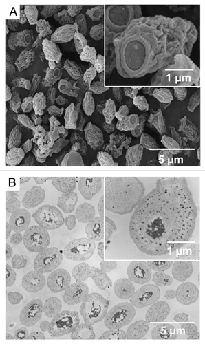 Figure 1. Transmission electron micrograph (A) and scanning electron microscopy (B) images of ovalbumin-loaded β-glucan particles (De Smet et al.Citation60).