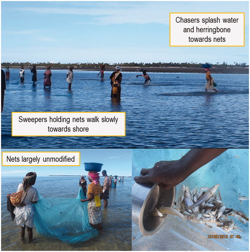 Figure 2. Example of women fishing with the Kutanda method. Nets may be sewn together but are otherwise unmodified. Fishers may fish in groups of three or four (with either one or two chasers) up to around waist-deep water on sand flats and seagrass beds.
