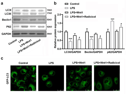 Figure 7. Wnt1 reduces the suppression of autophagy in microglia by LPS. (a) Protein expression of LC3 I, LC3 II, Beclin 1, and P62; (b) Quantification of (A); (c) GFP-tagged LC3 in BV2 cells. # P < 0.05 versus LPS + Wnt1. *** P < 0.001 versus control.