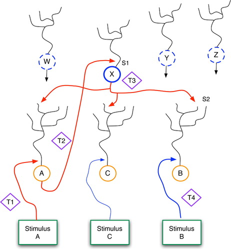 Figure 13. The Generic Declarative Prediction Network (GDPN). Neurons A, B and C serve as low-level detectors for stimuli A, B and C, and W–Z represent neurons at a higher level. Only the axonal projections from X are shown, although W, Y and Z have similar links to the lower level. The T1–T4 diamonds represent time steps, and S1 and S2 denote important synapses, as discussed further in the text.