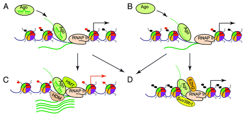 Figure 1. Models for chromatin remodeling by the small RNA machinery. Ago proteins, especially Ago1, are guided to chromatin loci at gene promoters by trans-acting miRNAs, which bind to complementary targets on nascent promoter RNAs (dotted green line) or promoter DNA (black line) (A). Alternatively, nascent promoter RNAs act in cis to recruit Ago proteins (B). In both models, the RNA-loaded Ago proteins further recruit chromatin-modifying proteins (CMPs) to remodel local chromatin structure. At certain promoters, as depicted in (C), histone methyltransferases (HMTs) or demethylases (HDMs) are recruited, leading to the removal of repressive histone modifications such as H3K9me2 and H3K9me3 or to the addition of active histone modifications such as H3K4me3 (red dots on histone tails). As a result, the affected promoters assume an open chromatin structure to allow for increased transcriptional activity. As illustrated in (D), RNA-loaded Agos can also recruit CMPs such as EZH2 and Suv39h1 to induce heterochromatin typified by the modifications of H3K9me and H3K27me (black dots on histone tails), leading to attenuated promoter activity.