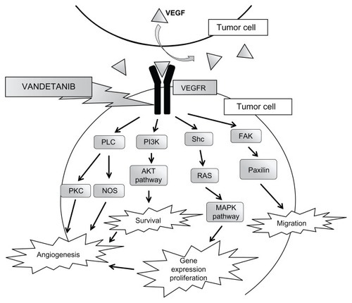 Figure 2 VEGFR pathways within the tumor cell.